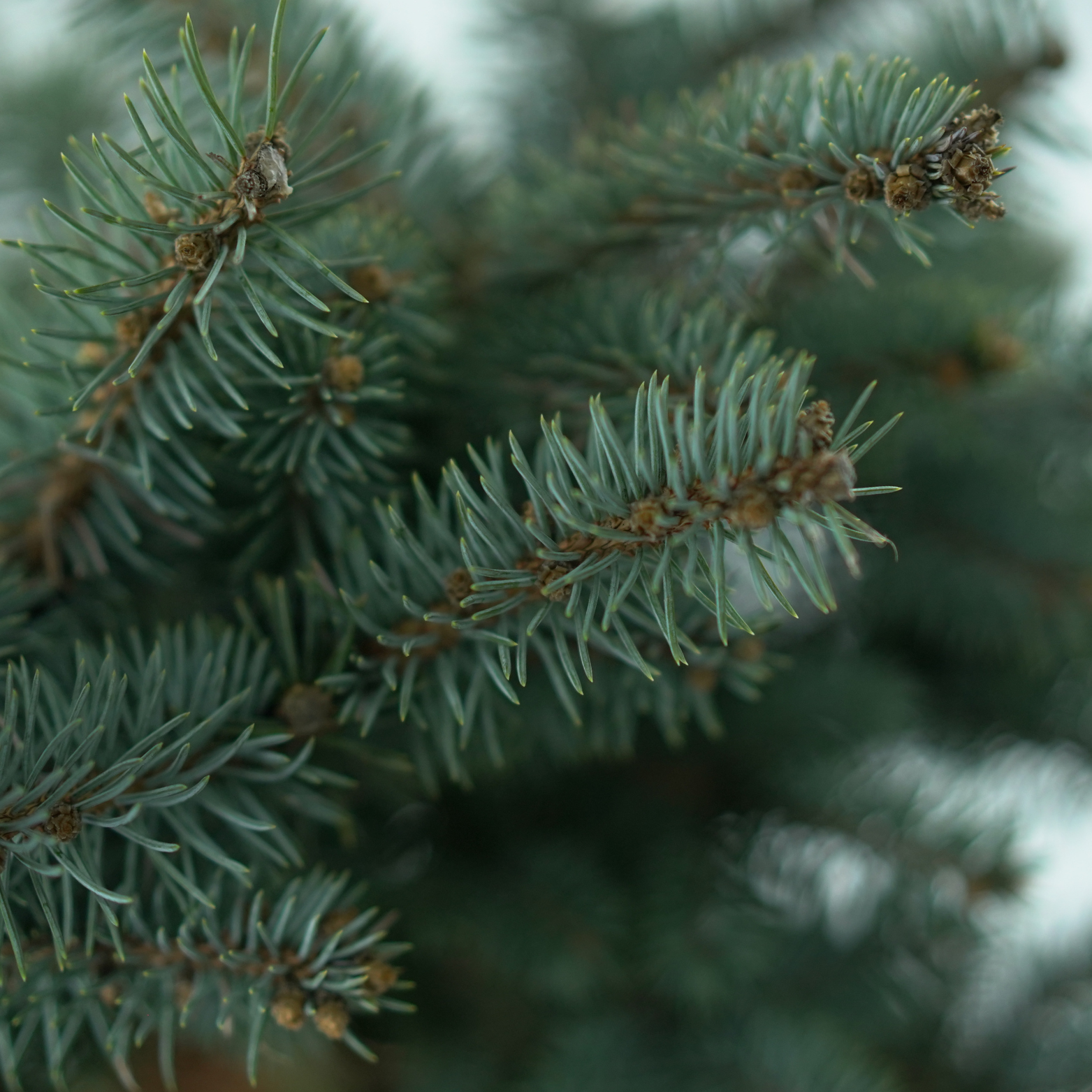 PICEA PUNGENS 'GLAUCA GLOBOSA' Świerk kłujący