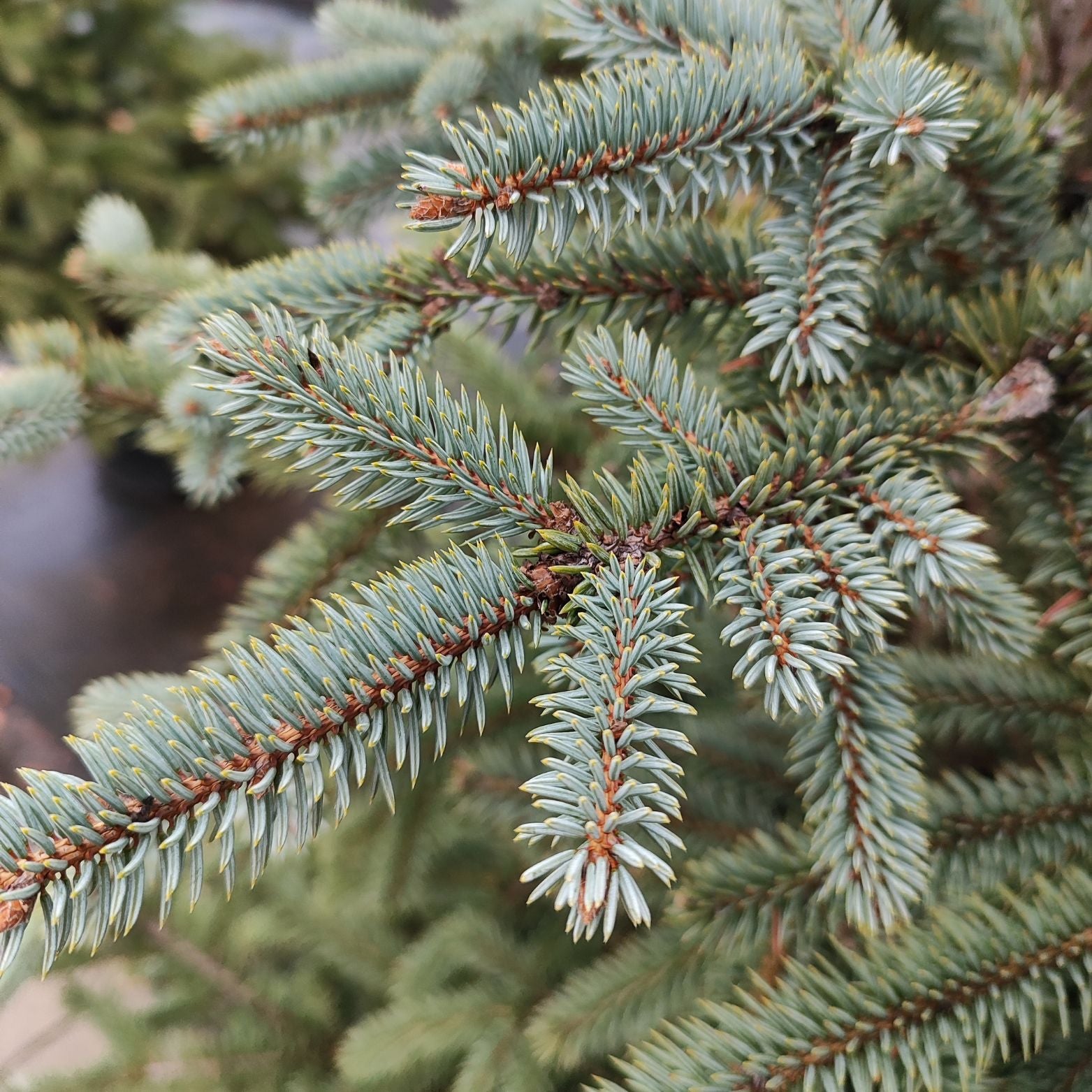 PICEA PUNGENS 'GLAUCA' Świerk kłujący XXL