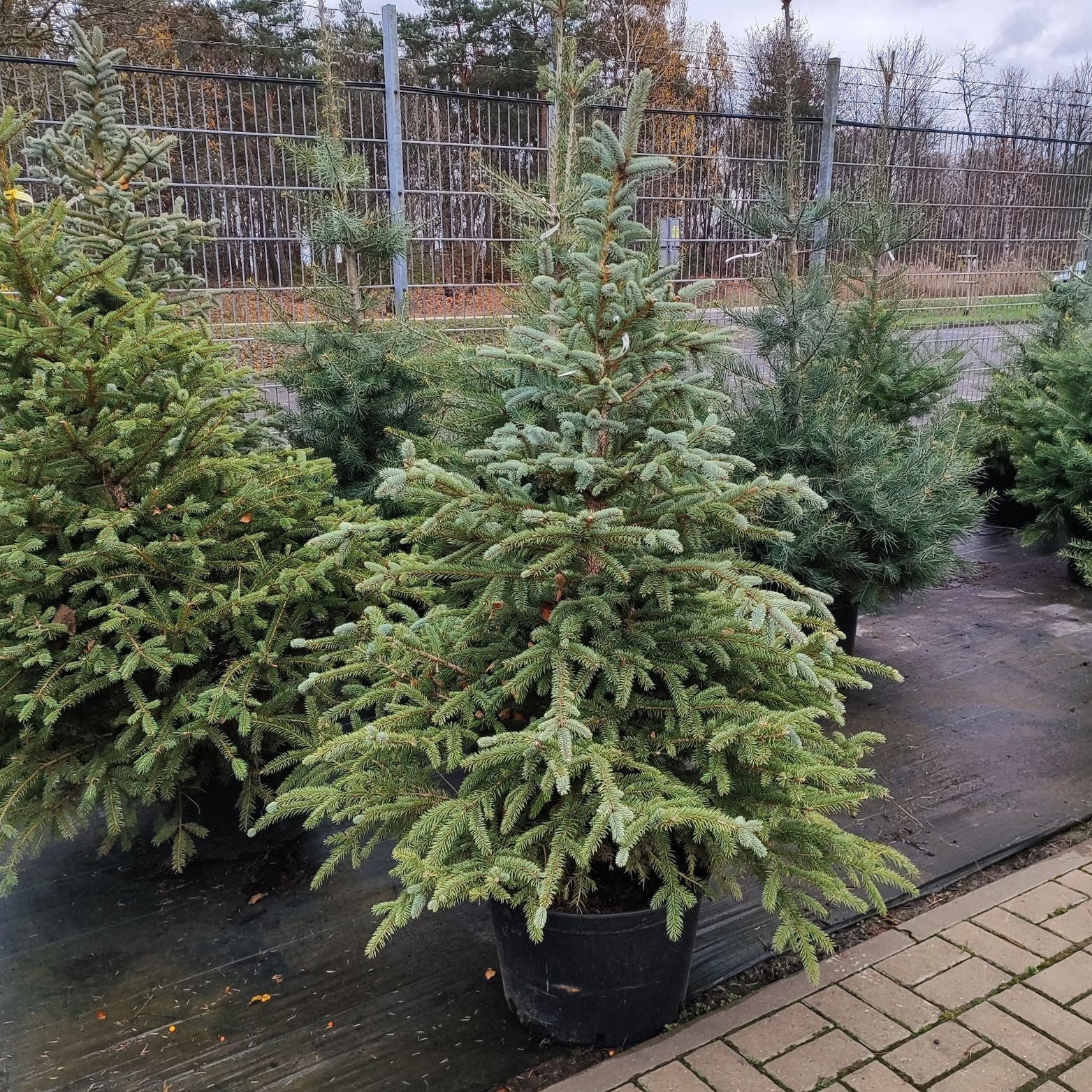 PICEA PUNGENS 'GLAUCA' Świerk kłujący XXL