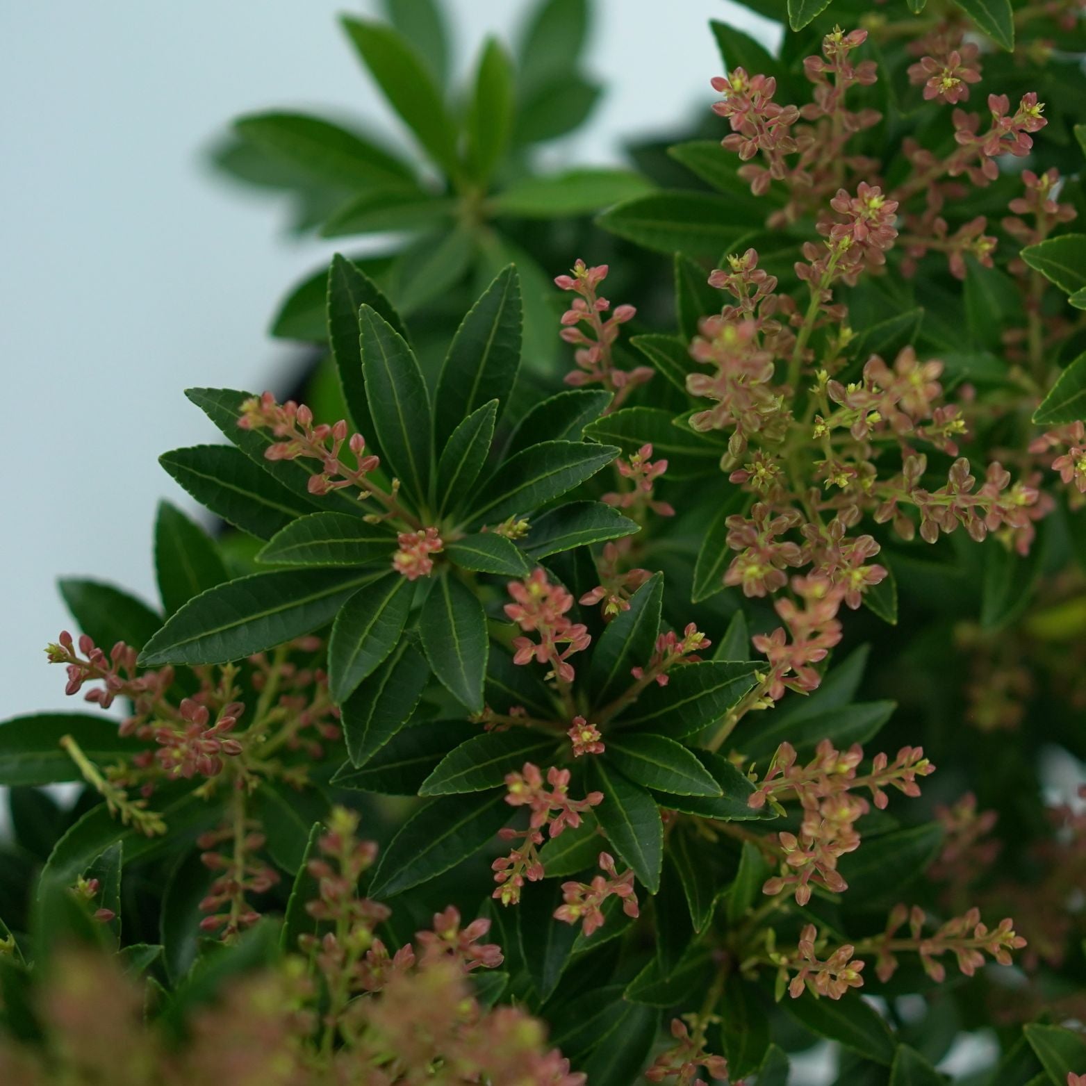 PIERIS JAPONICA 'DEBUTANTE' Pieris japoński