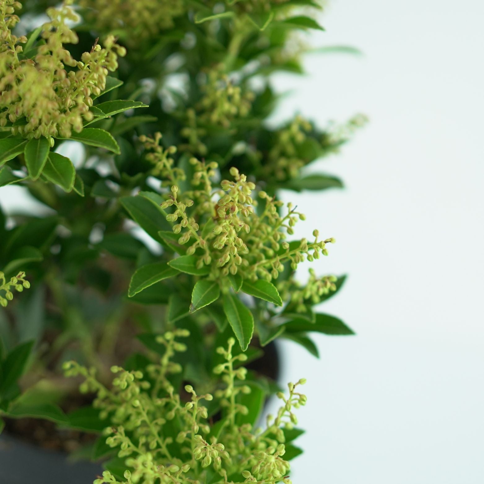 PIERIS JAPONICA 'BOLERO' Pieris japoński