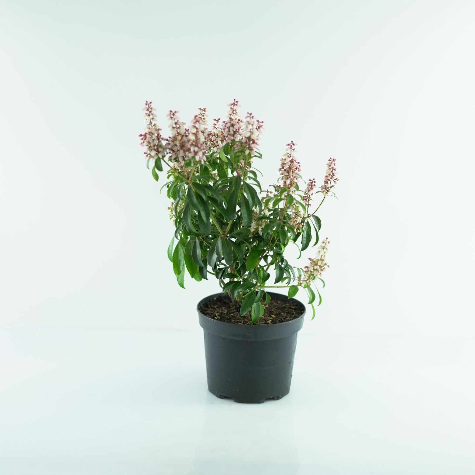 PIERIS JAPONICA 'BONFIRE' Pieris japoński