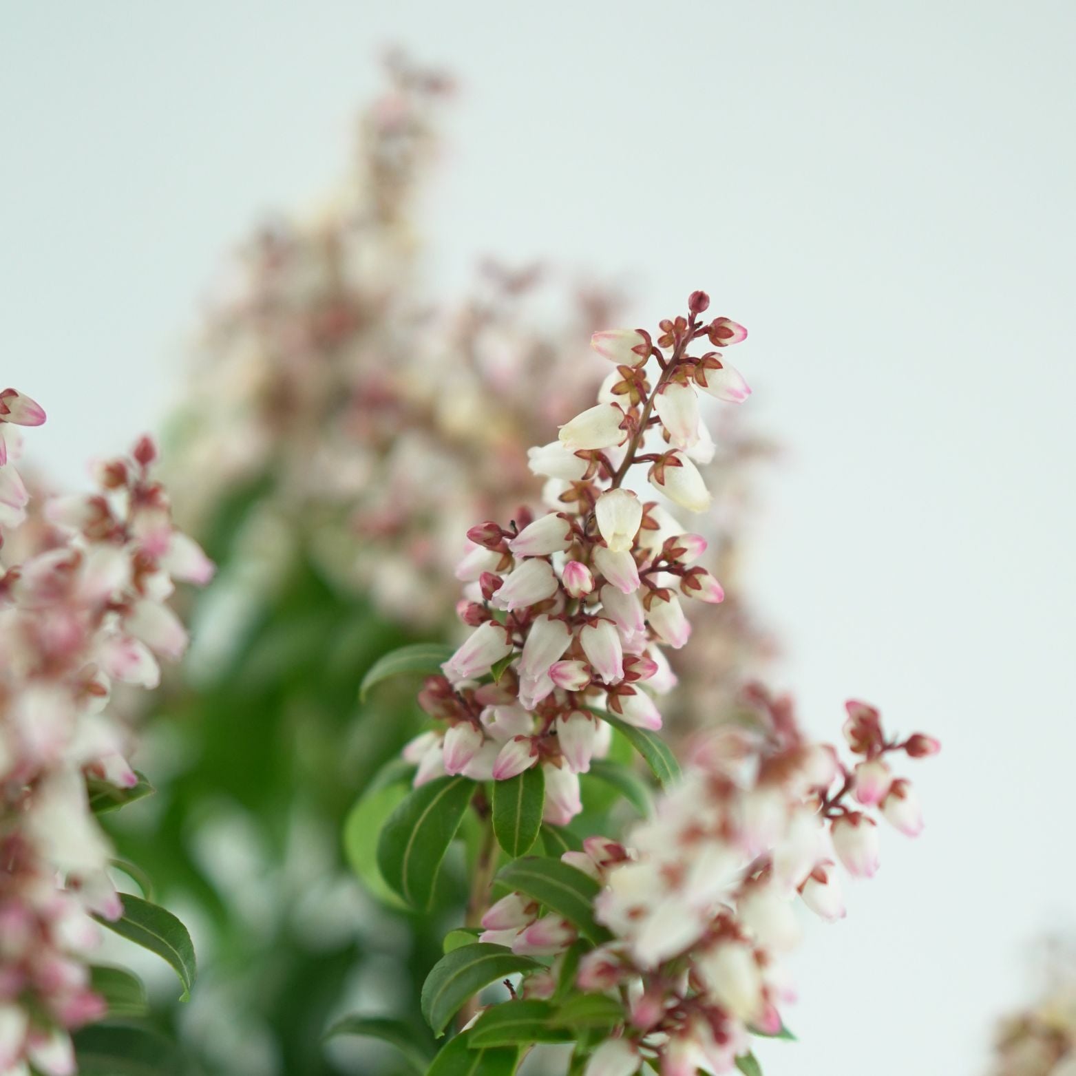 PIERIS JAPONICA 'BONFIRE' Pieris japoński
