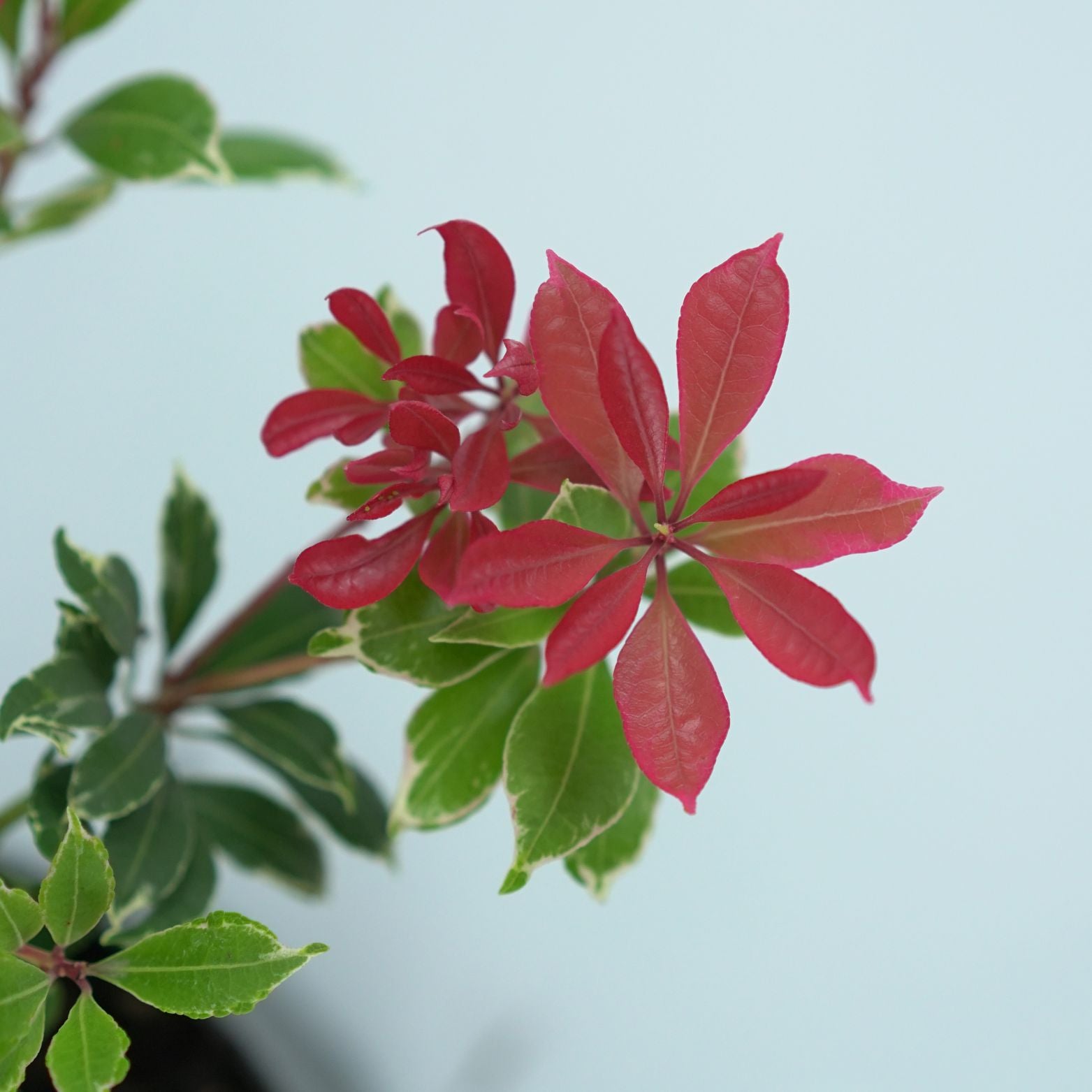 PIERIS JAPONICA 'CARNAVAL' Japoński Dzwonek