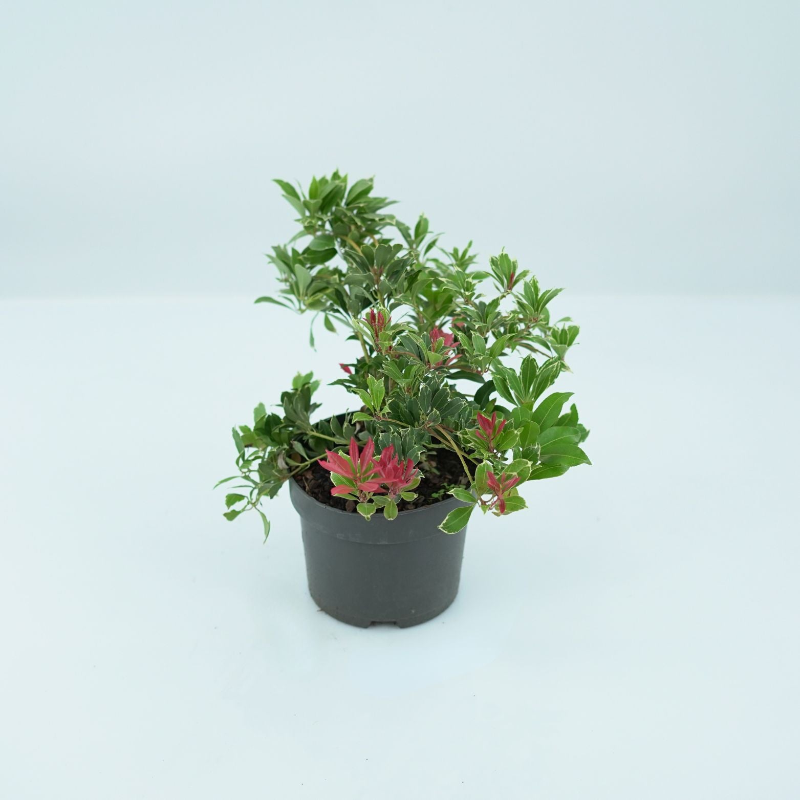 PIERIS JAPONICA 'CARNAVAL' Japoński Dzwonek