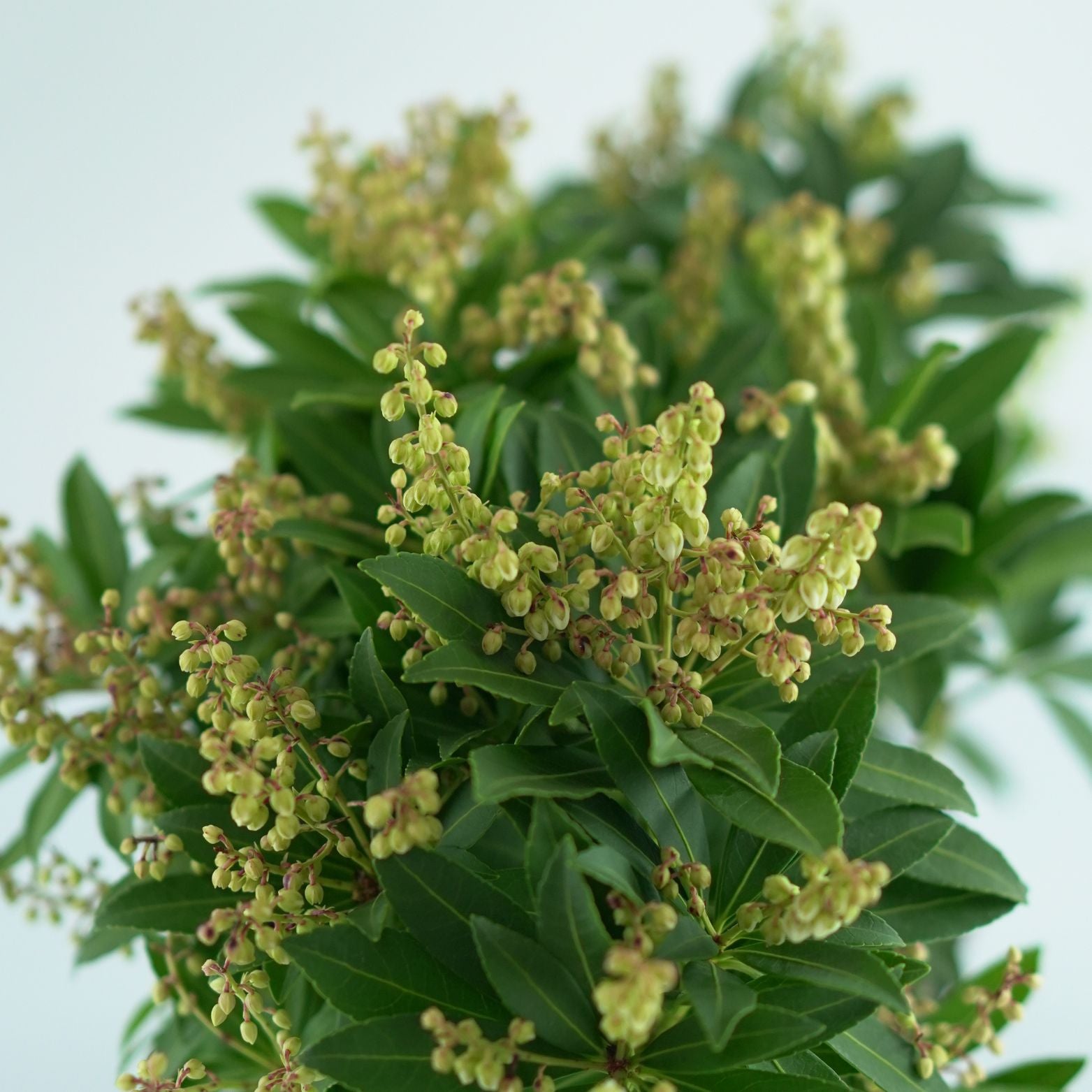 PIERIS JAPONICA 'CUPIDO' Pieris japoński
