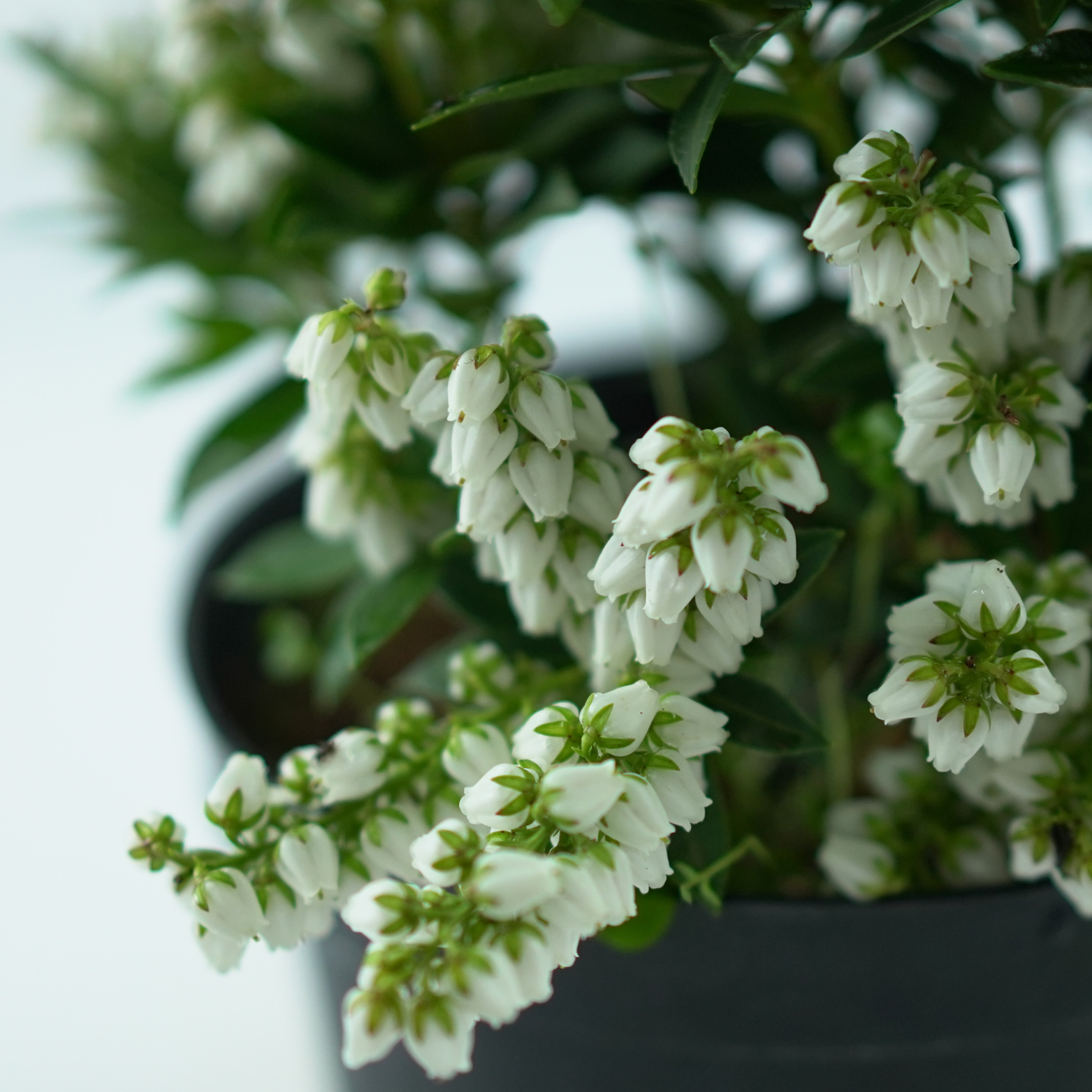 PIERIS JAPONICA 'CUPIDO' Pieris japoński
