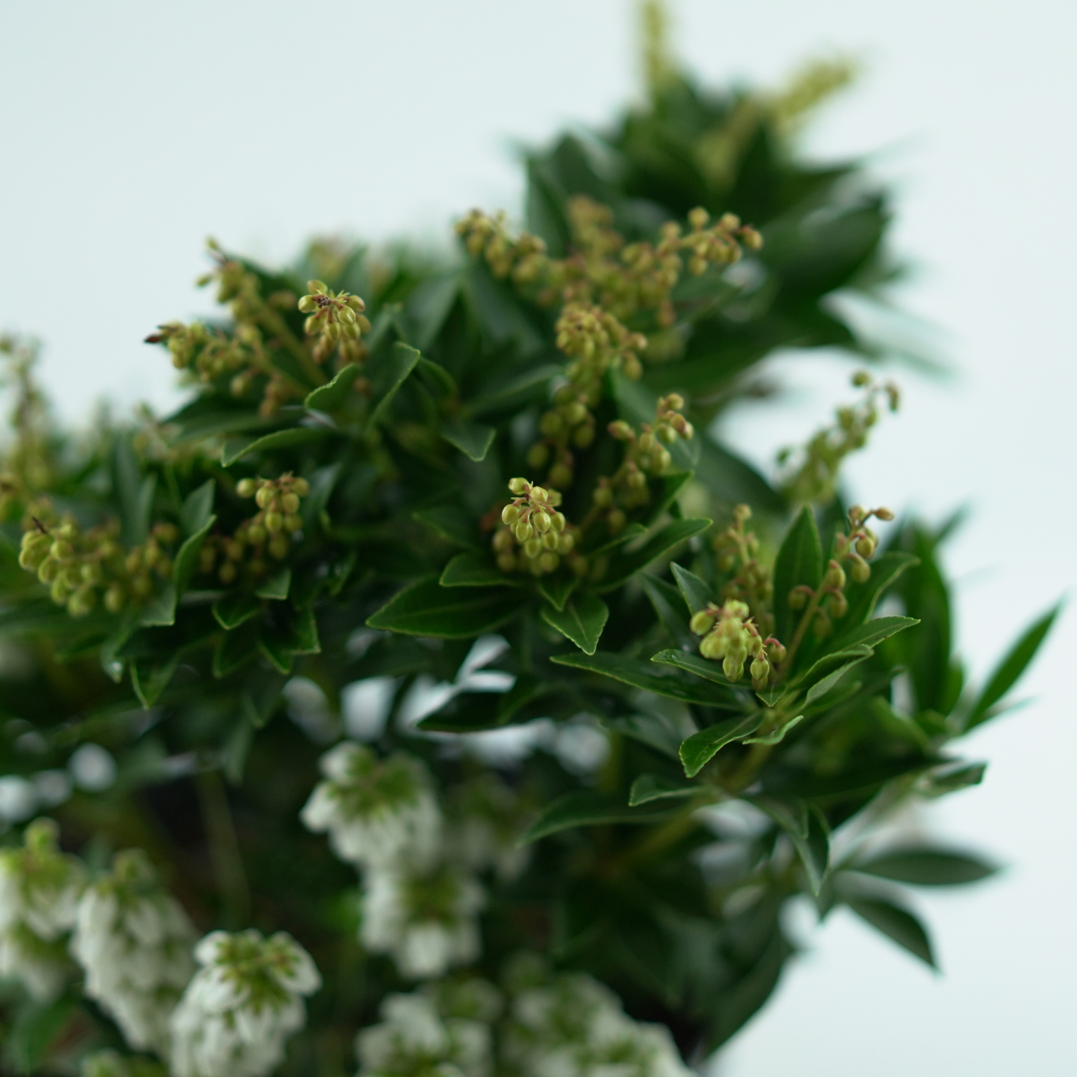 PIERIS JAPONICA 'CUPIDO' Pieris japoński