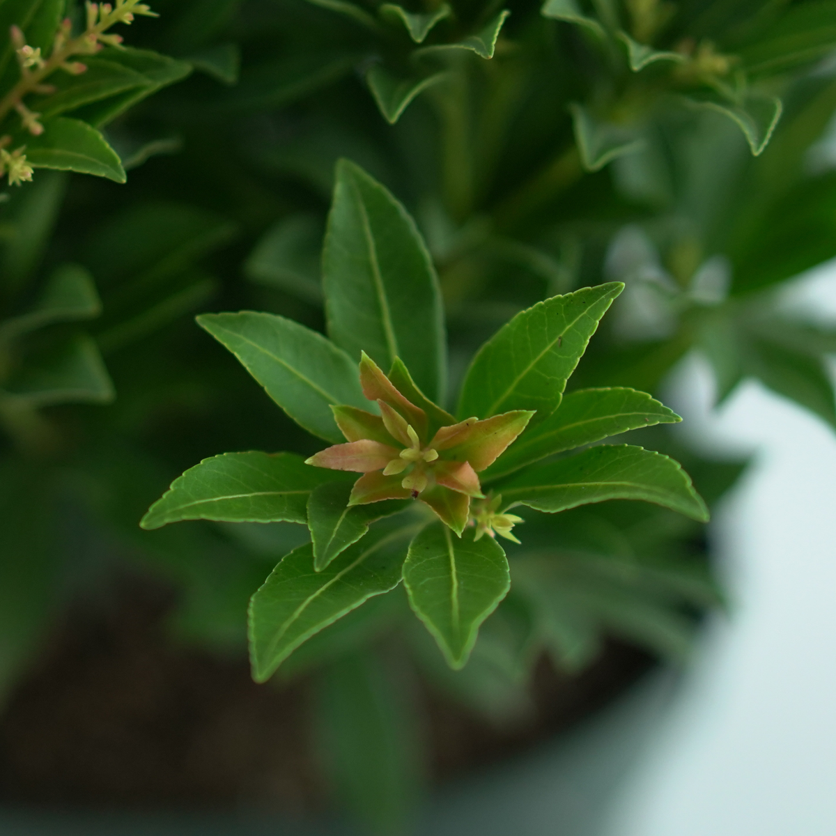 PIERIS JAPONICA 'DEBUTANTE' Pieris japoński