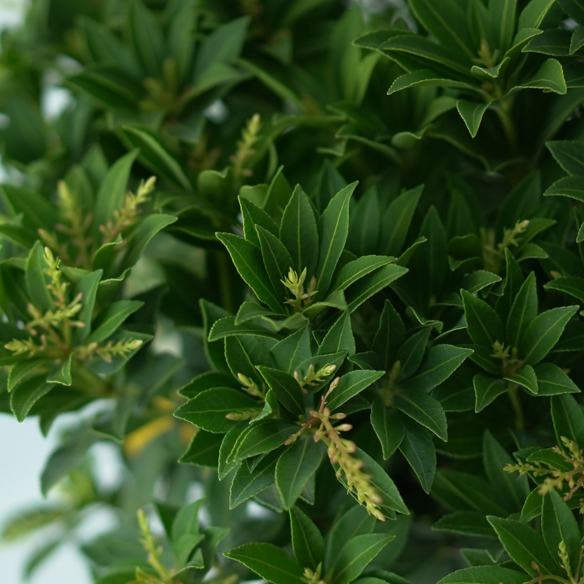 PIERIS JAPONICA 'DEBUTANTE' Pieris japoński