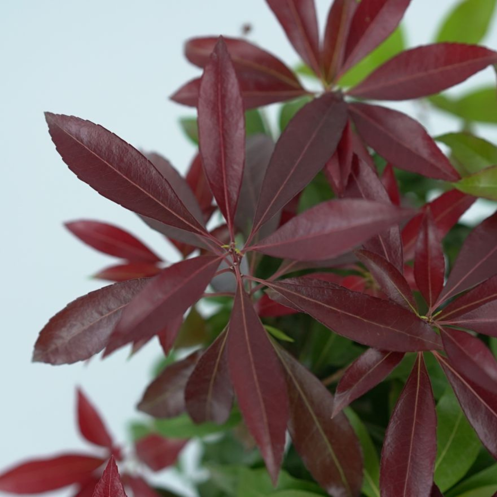 PIERIS JAPONICA 'KATSURA'