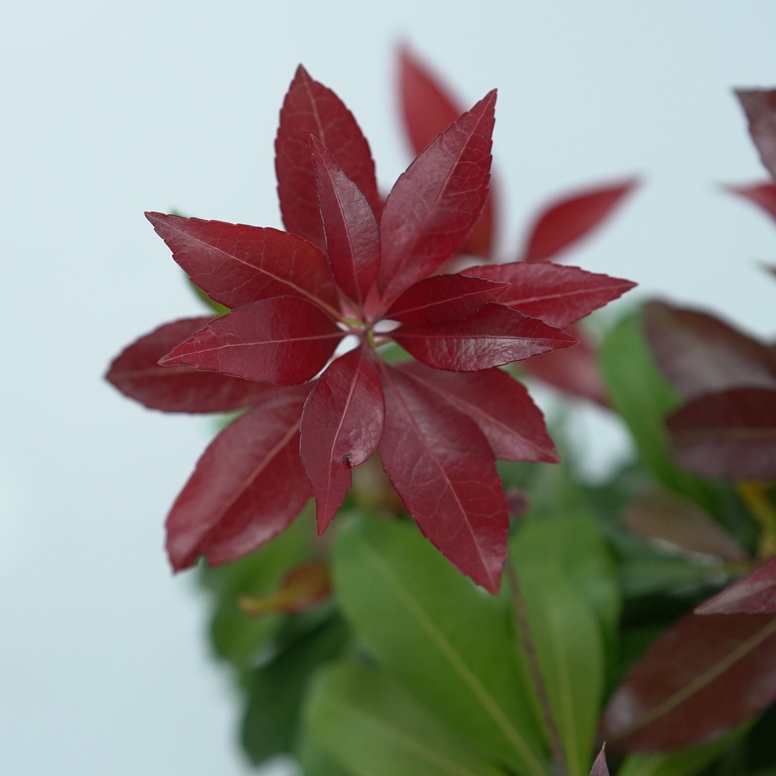 PIERIS JAPONICA 'KATSURA'