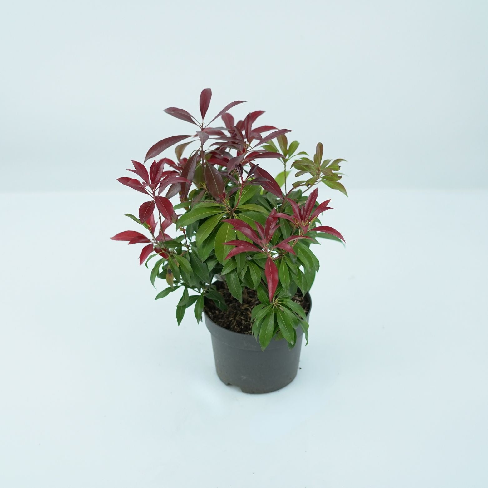 PIERIS JAPONICA 'KATSURA'