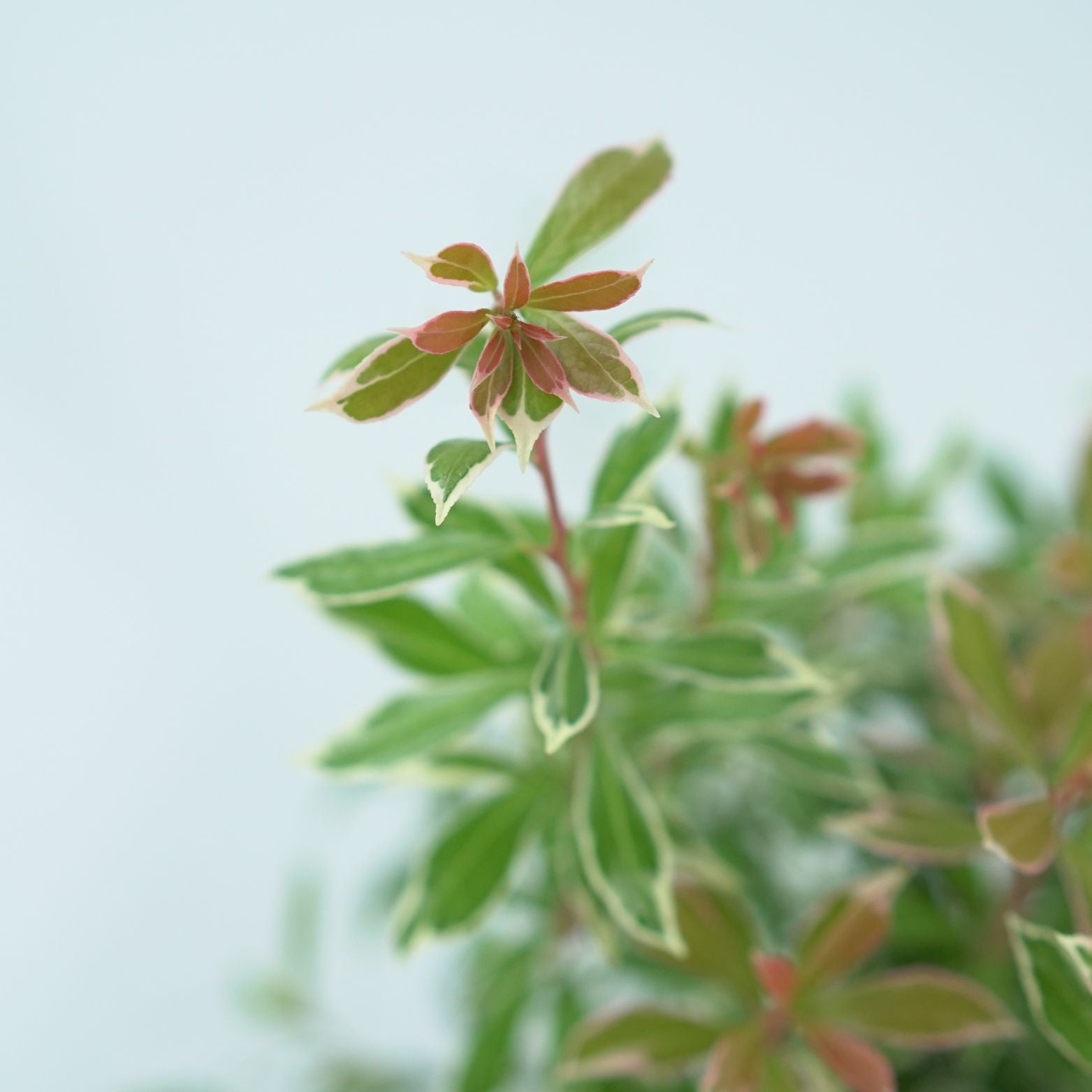 PIERIS JAPONICA 'LITTLE HEATH' Pieris japoński