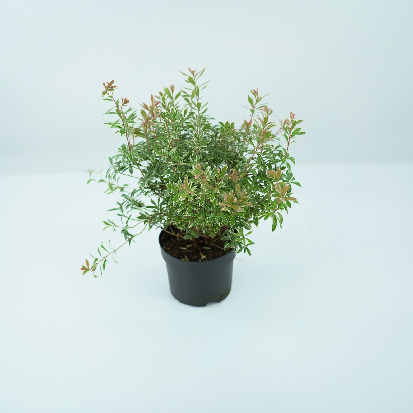 PIERIS JAPONICA 'LITTLE HEATH' Pieris japoński