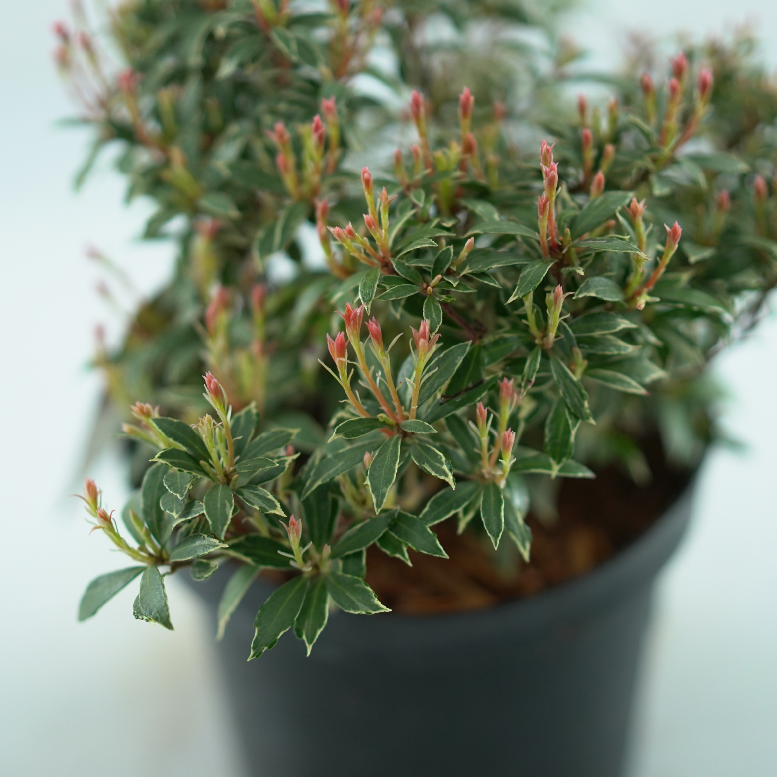 PIERIS JAPONICA 'LITTLE HEATH' Pieris japoński