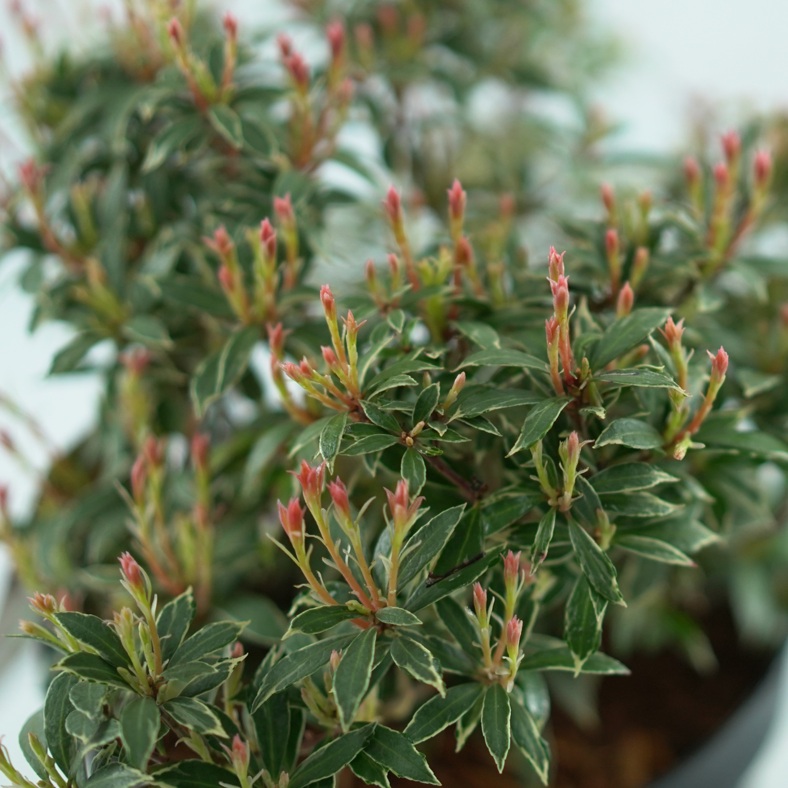 PIERIS JAPONICA 'LITTLE HEATH' Pieris japoński