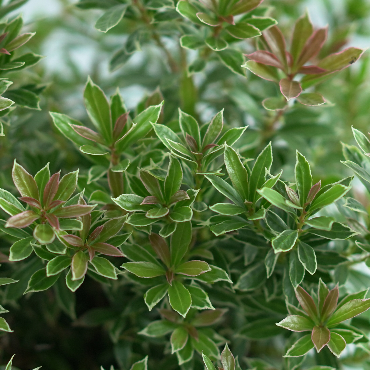 PIERIS JAPONICA 'LITTLE HEATH' Pieris japoński