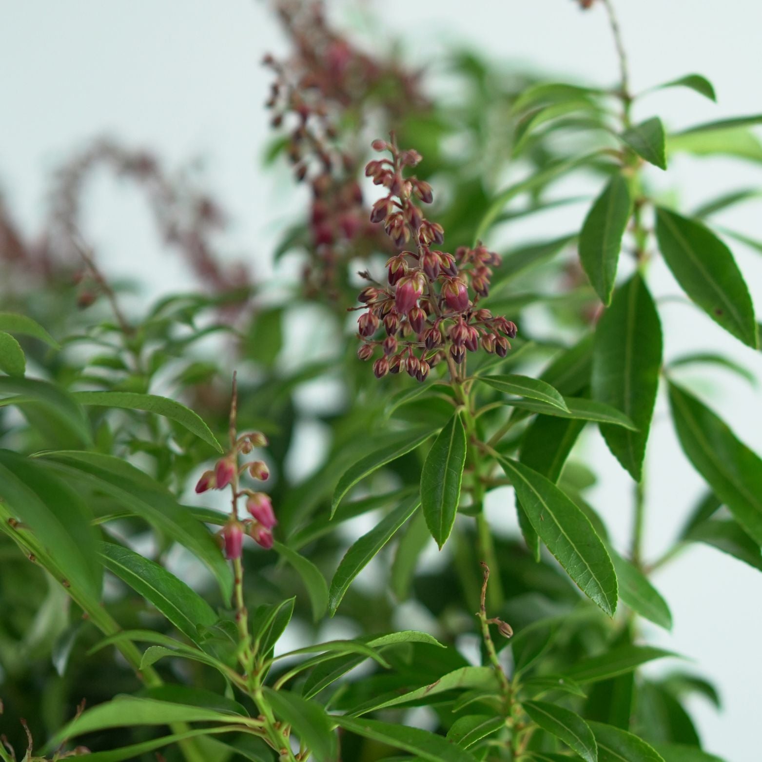 PIERIS JAPONICA 'MOUNTAIN FIRE' Pieris japoński