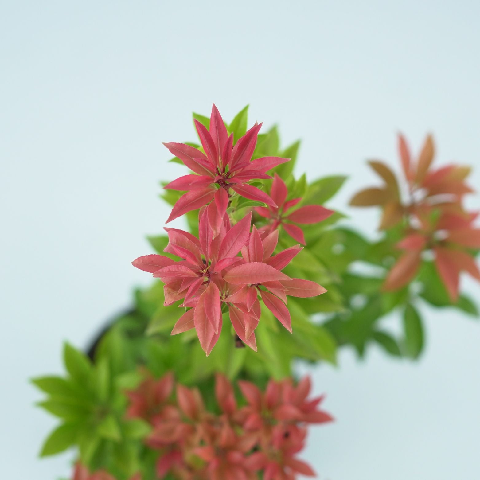 PIERIS JAPONICA 'MOUNTAIN FIRE' Pieris japoński