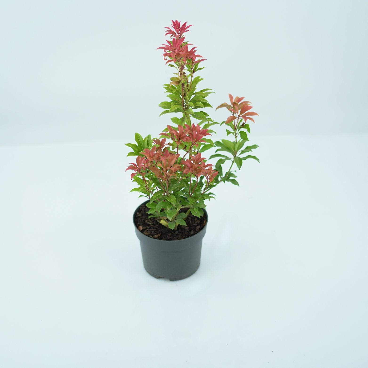 PIERIS JAPONICA 'MOUNTAIN FIRE' Pieris japoński