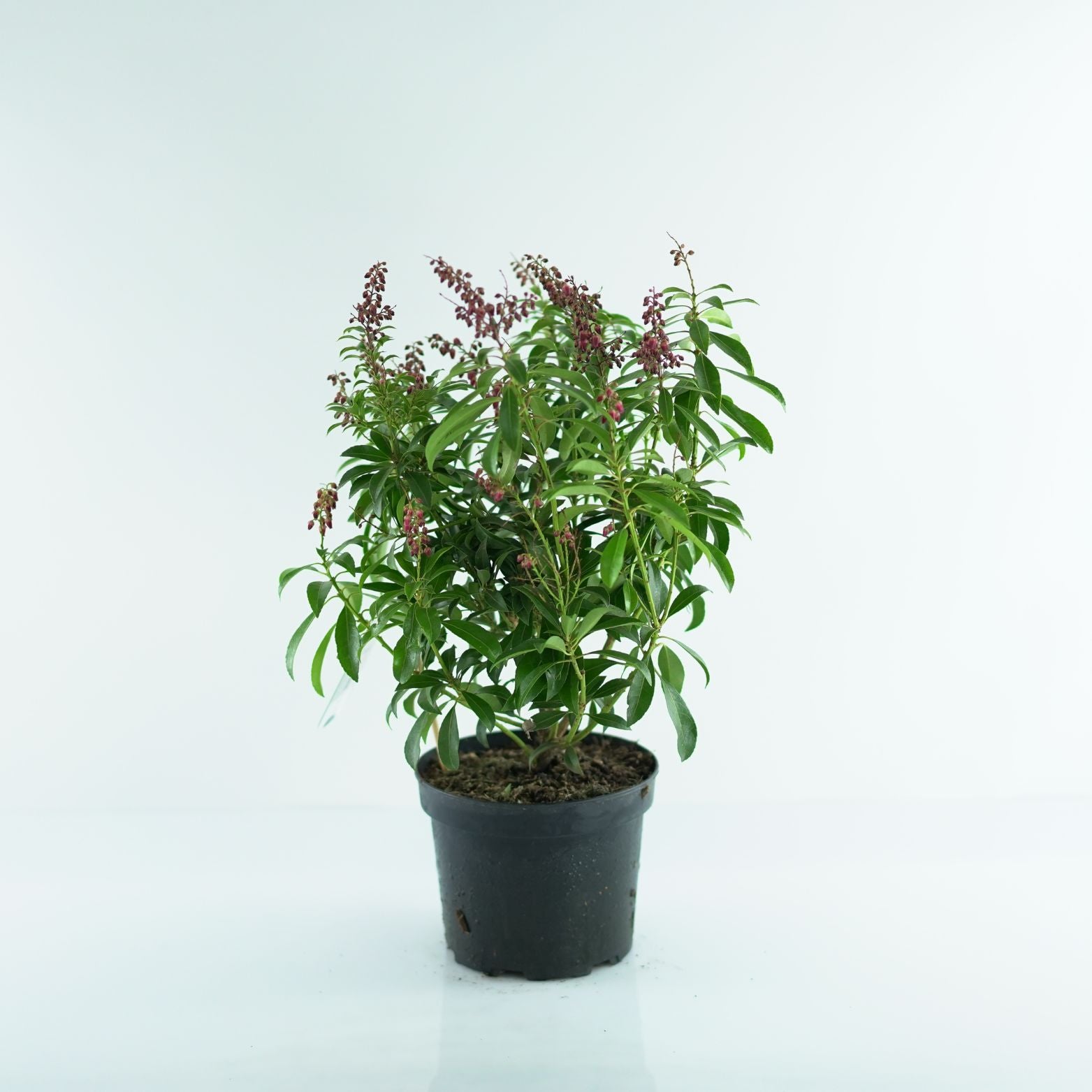 PIERIS JAPONICA 'MOUNTAIN FIRE' Pieris japoński