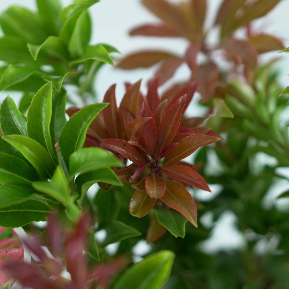 PIERIS JAPONICA 'MOUNTAIN FIRE' Pieris japoński