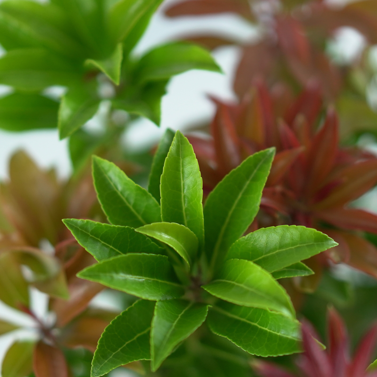 PIERIS JAPONICA 'MOUNTAIN FIRE' Pieris japoński