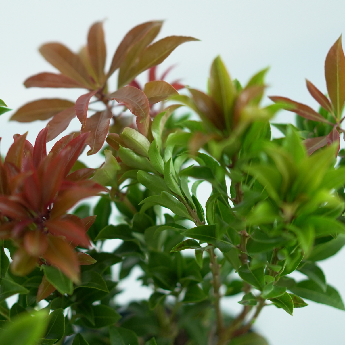 PIERIS JAPONICA 'MOUNTAIN FIRE' Pieris japoński