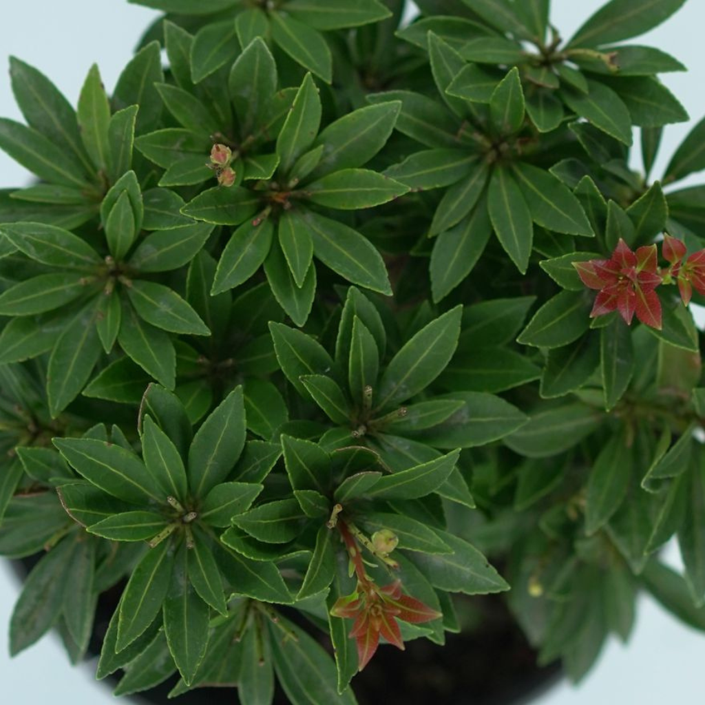 PIERIS JAPONICA 'PRELUDE' Pieris japoński