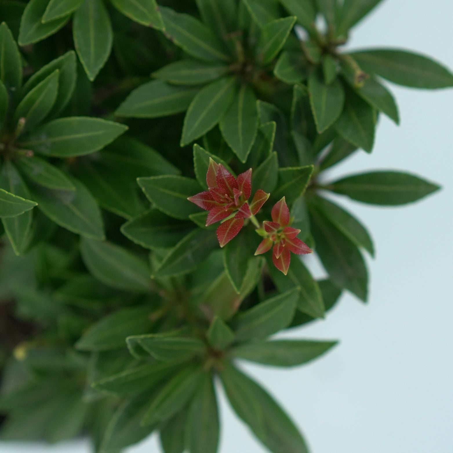 PIERIS_JAPONICA_PRELUDE_Pieris_japo_ski_1