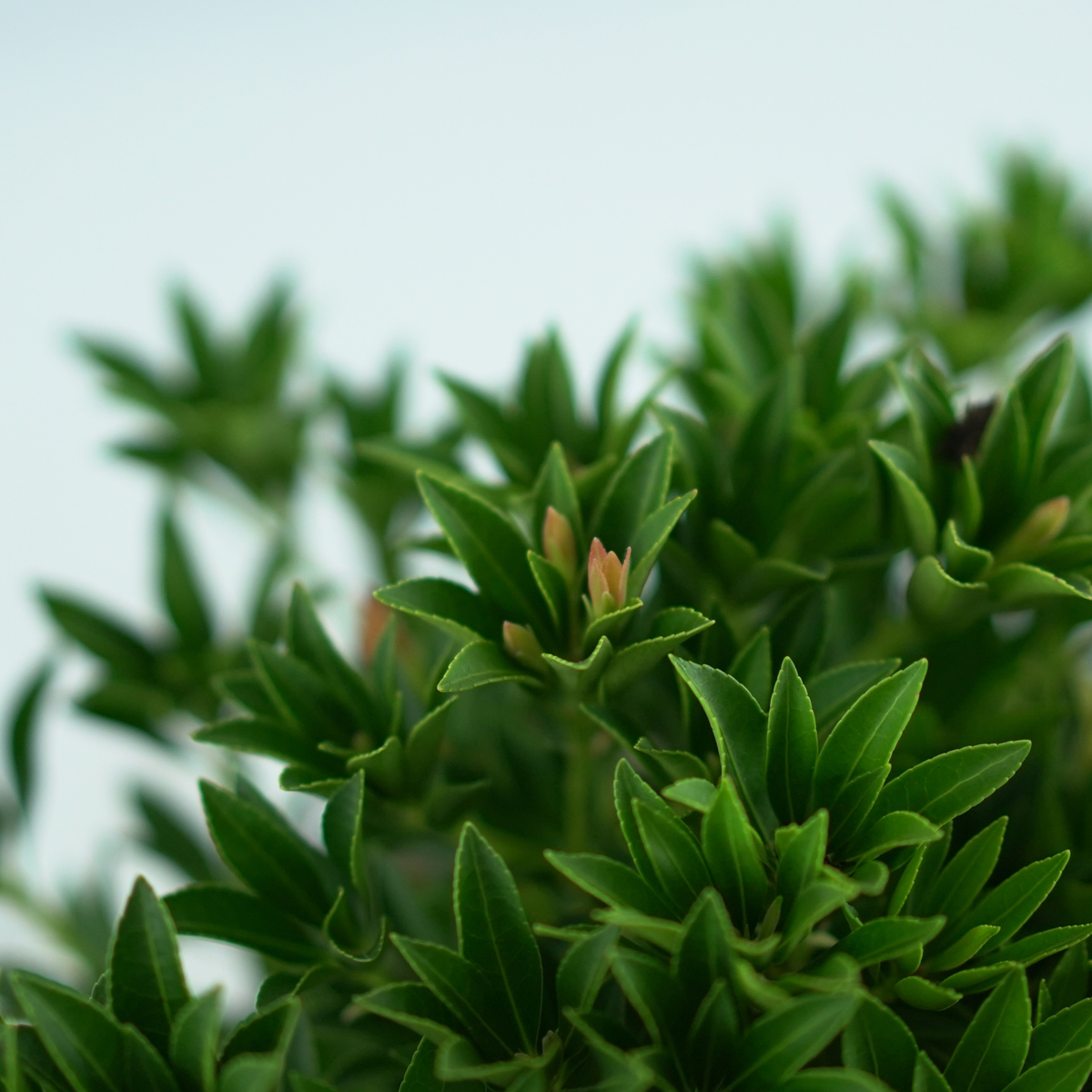 PIERIS JAPONICA 'PRELUDE' Pieris japoński
