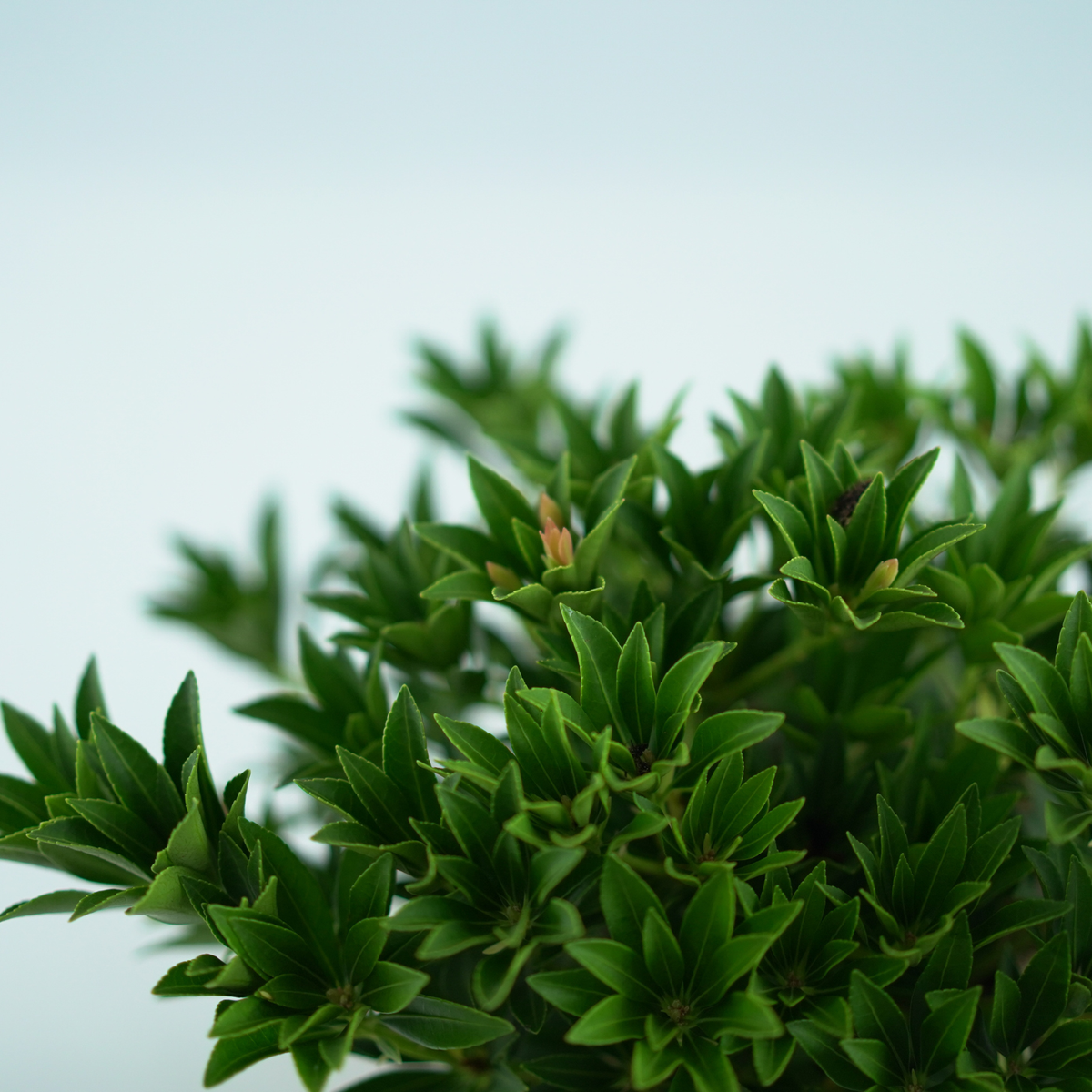 PIERIS JAPONICA 'PRELUDE' Pieris japoński