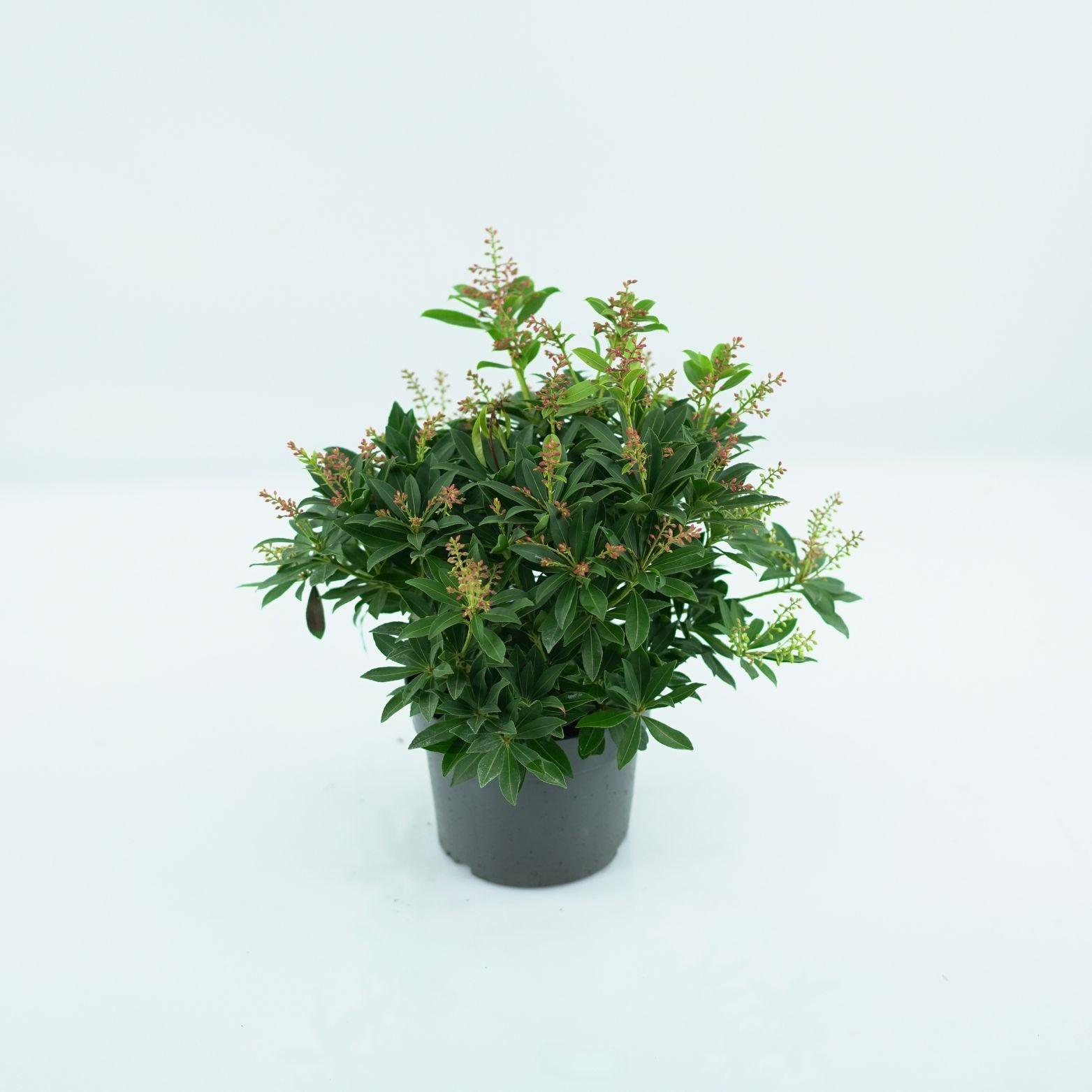 PIERIS JAPONICA 'PURITY' Pieris japoński