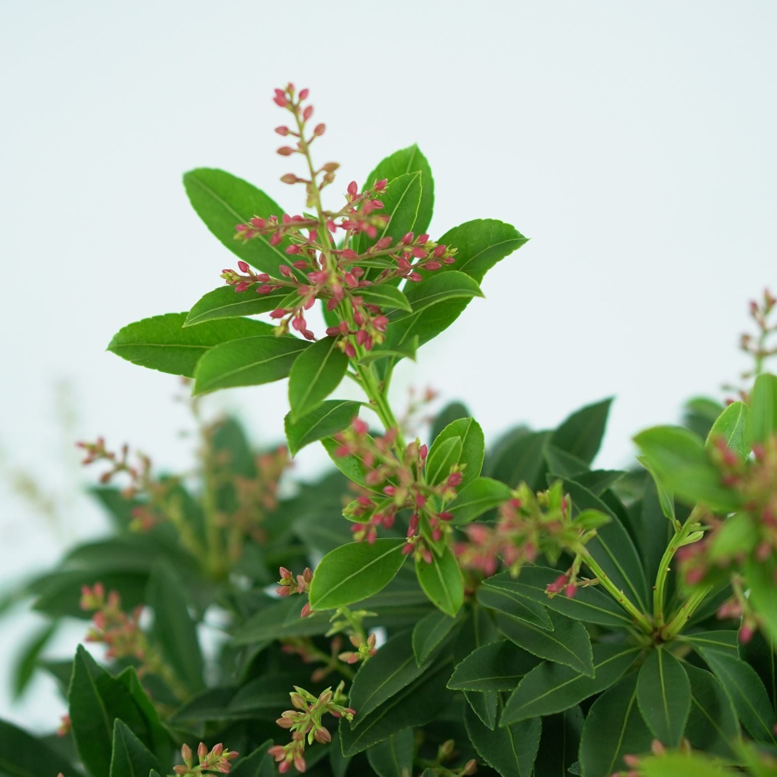 PIERIS JAPONICA 'PURITY' Pieris japoński