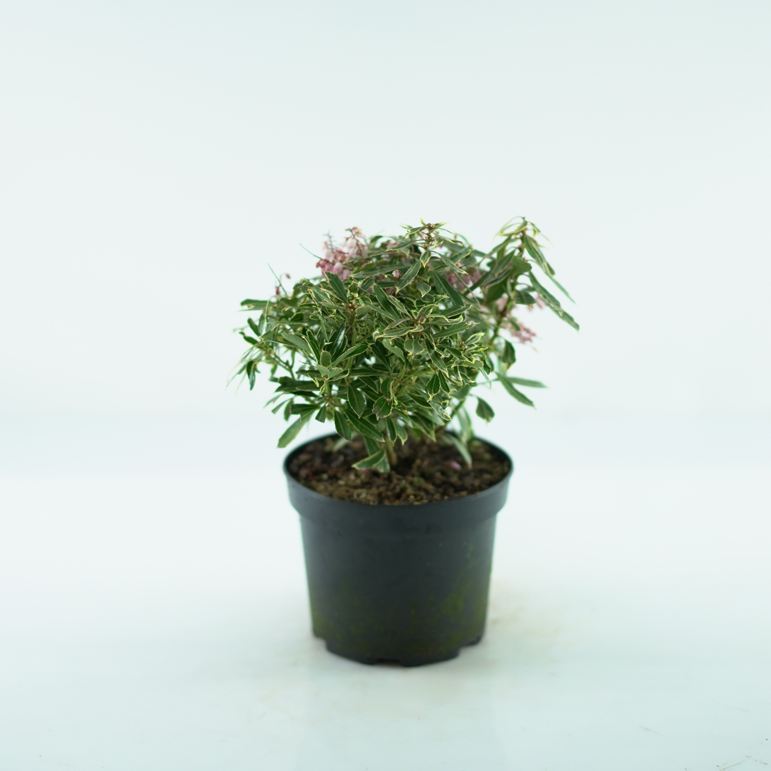 PIERIS JAPONICA 'RALTO' Pieris japoński