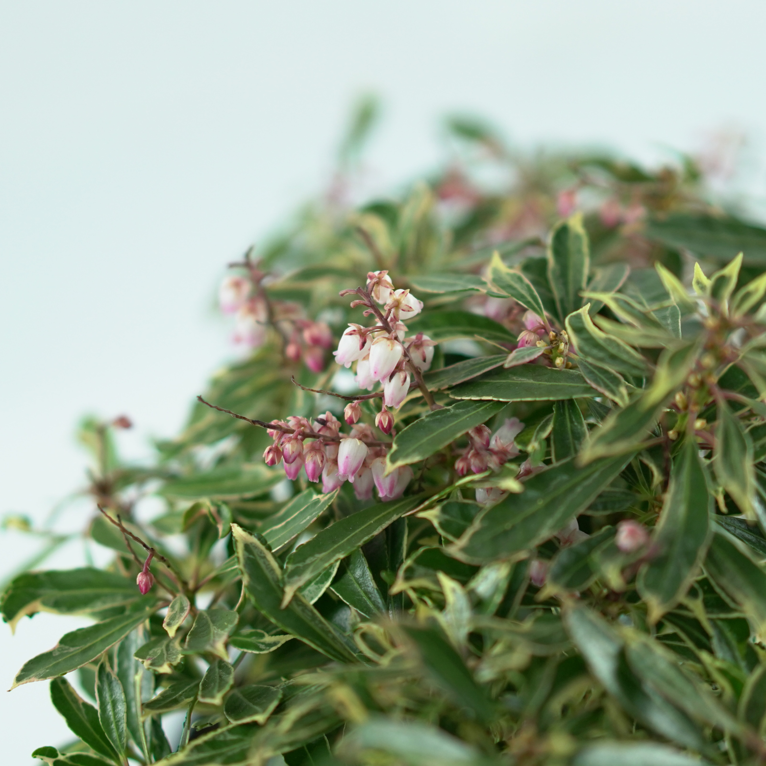 PIERIS JAPONICA 'RALTO' Pieris japoński