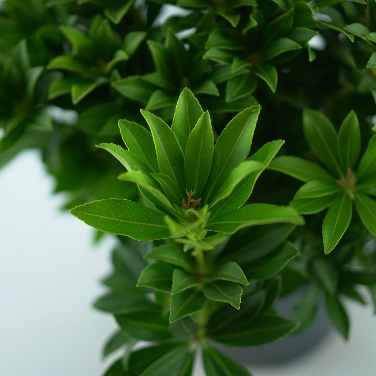 PIERIS JAPONICA 'SARABANDE' Pieris japoński