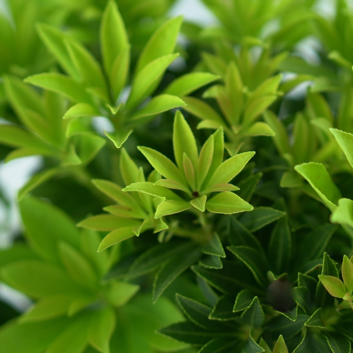PIERIS JAPONICA 'SARABANDE' Pieris japoński
