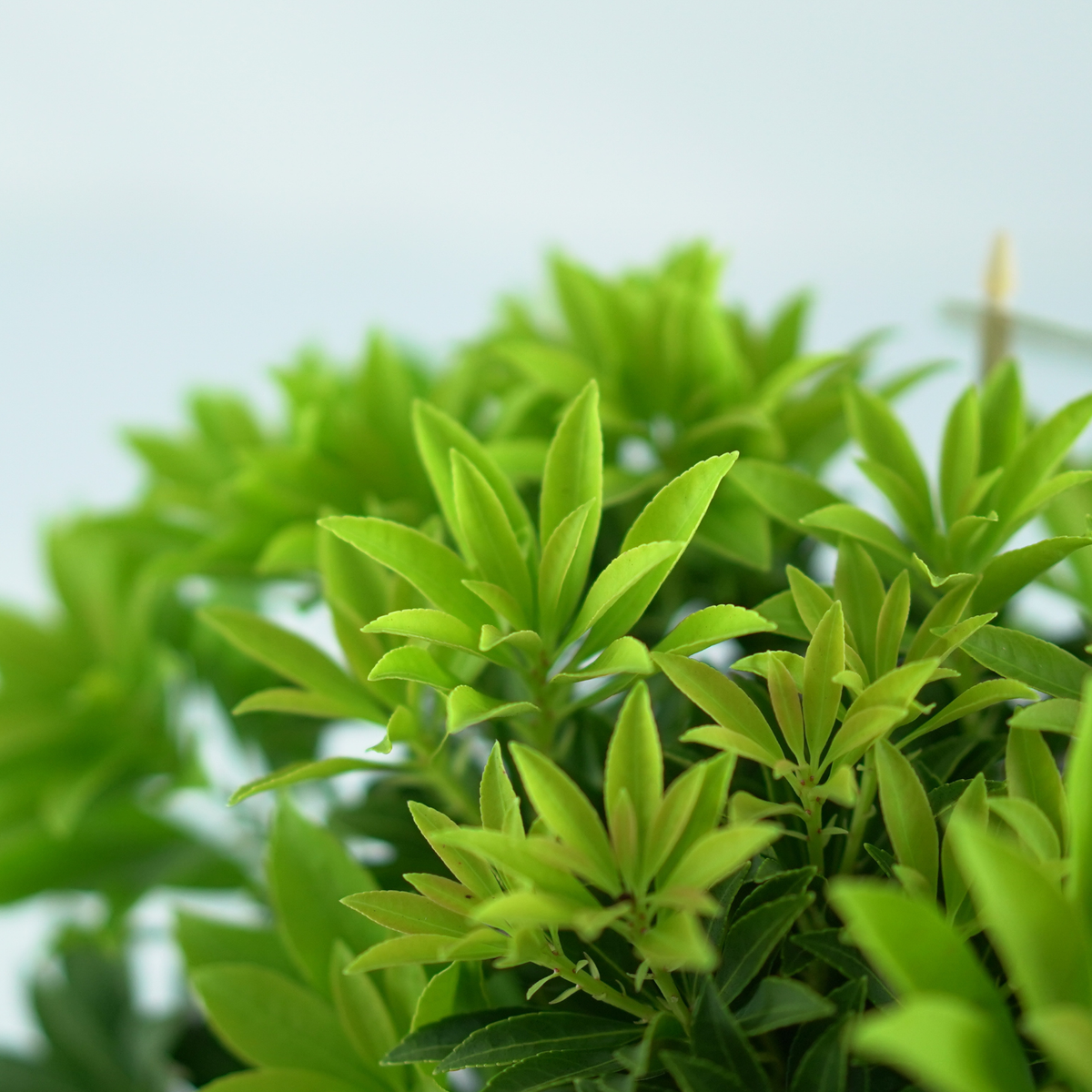 PIERIS JAPONICA 'SARABANDE' Pieris japoński