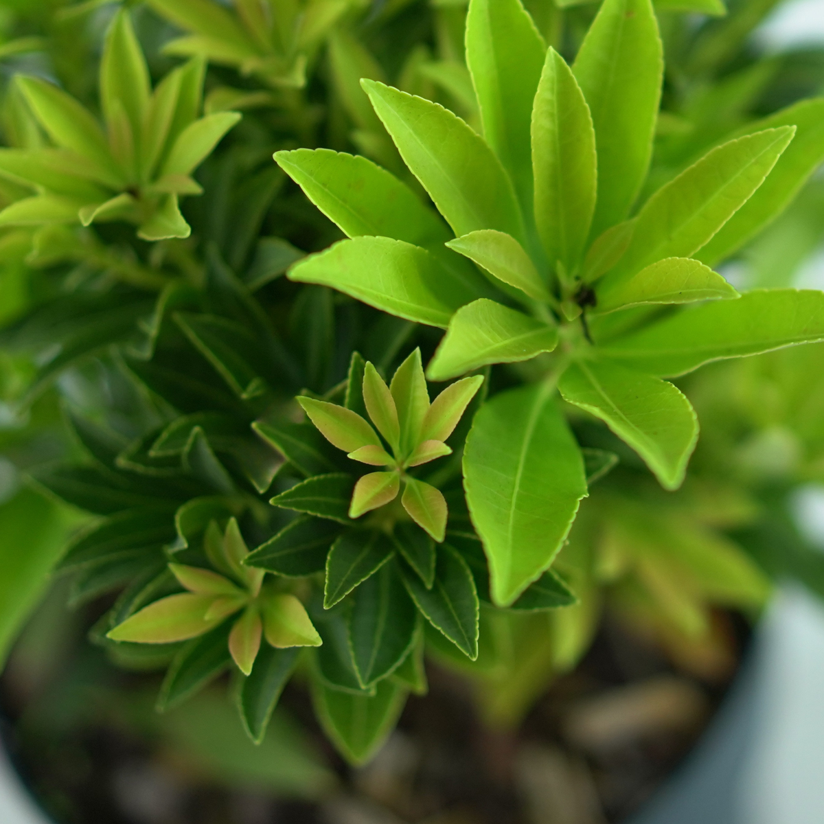 PIERIS JAPONICA 'SARABANDE' Pieris japoński
