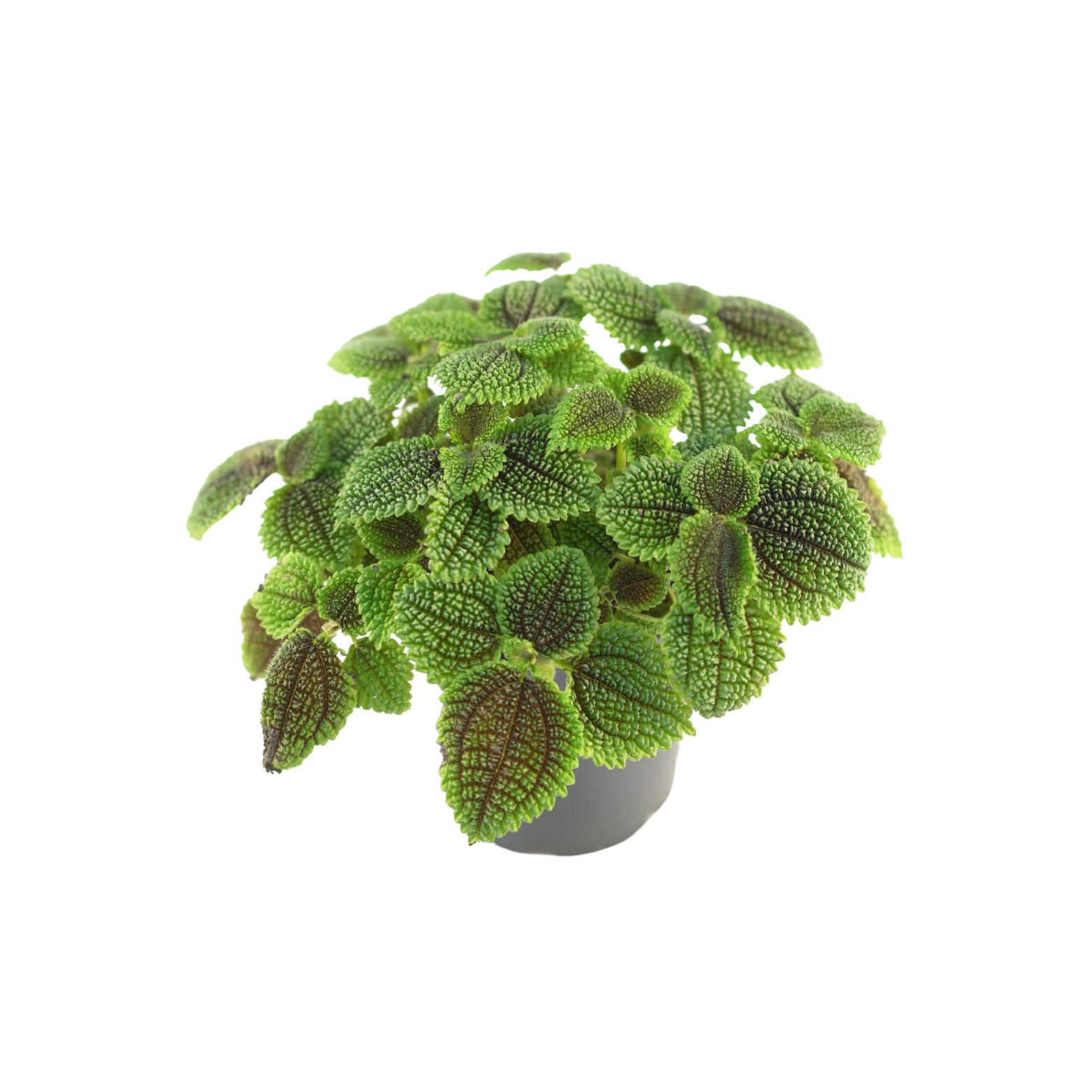 PILEA MOLLIS 'MOON VALLEY' Pilea
