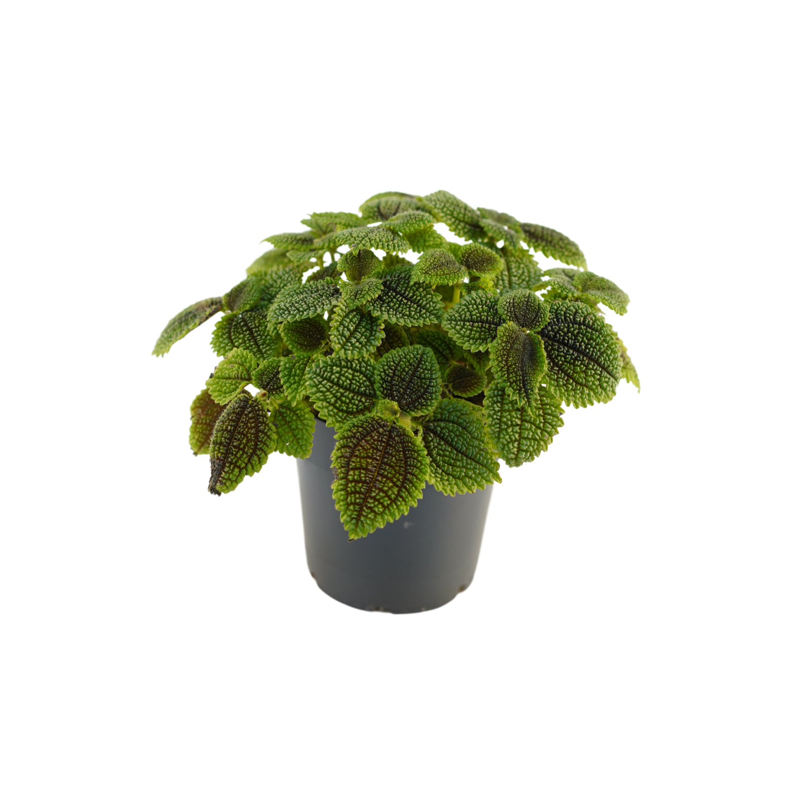 PILEA MOLLIS 'MOON VALLEY' Pilea