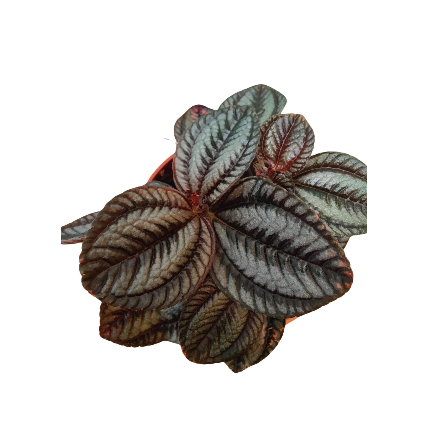 PILEA 'NORFOLK' Pilea