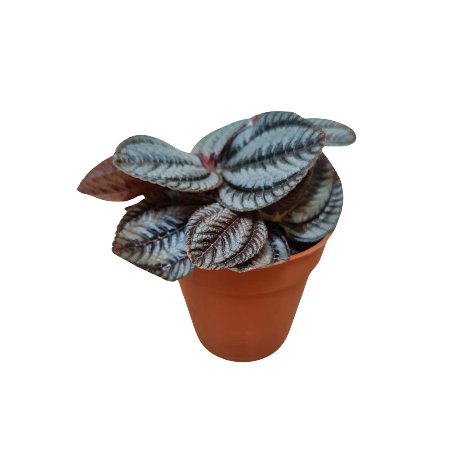 PILEA 'NORFOLK' Pilea