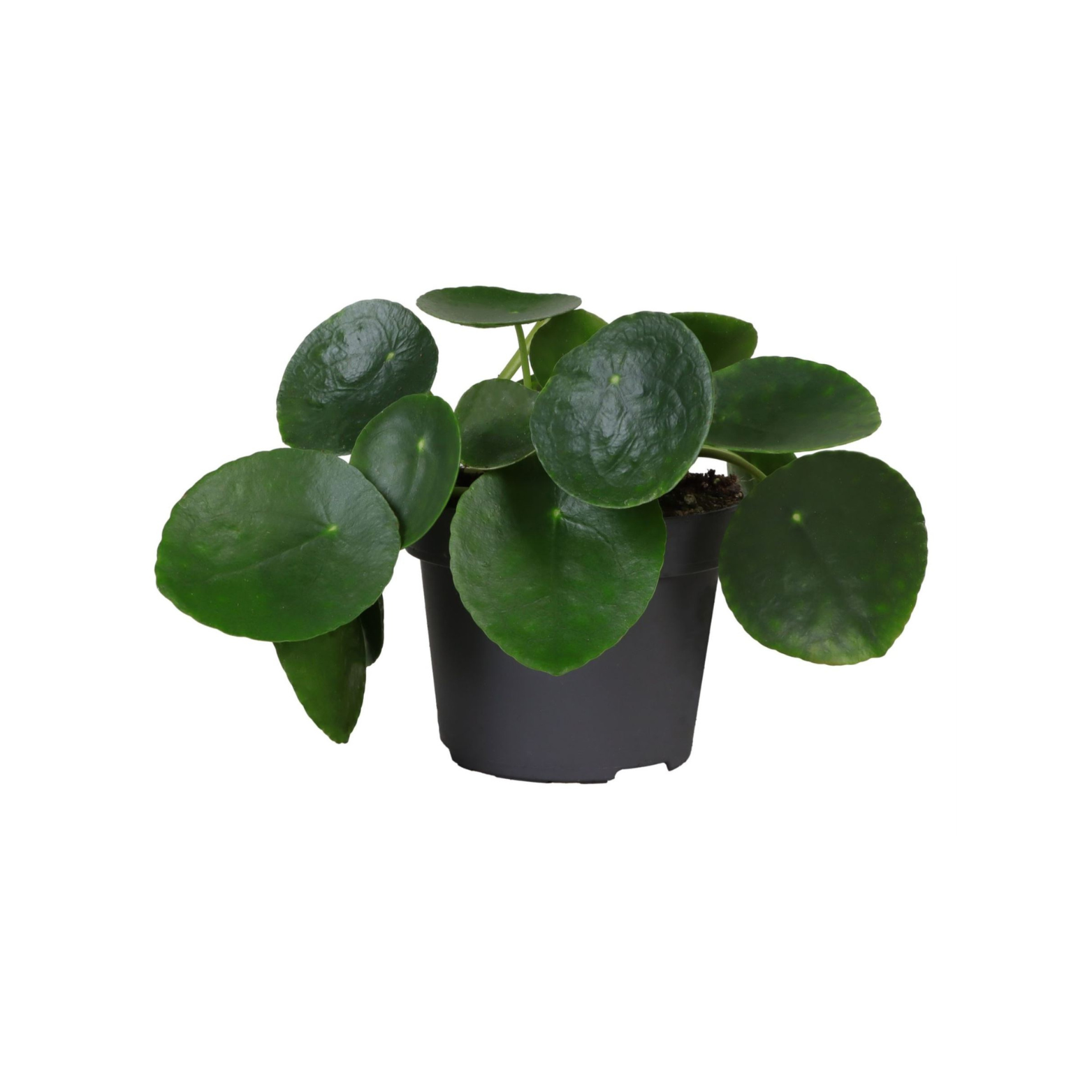 PILEA PEPEROMIOIDES Pilea peperomiowata, pieniążek
