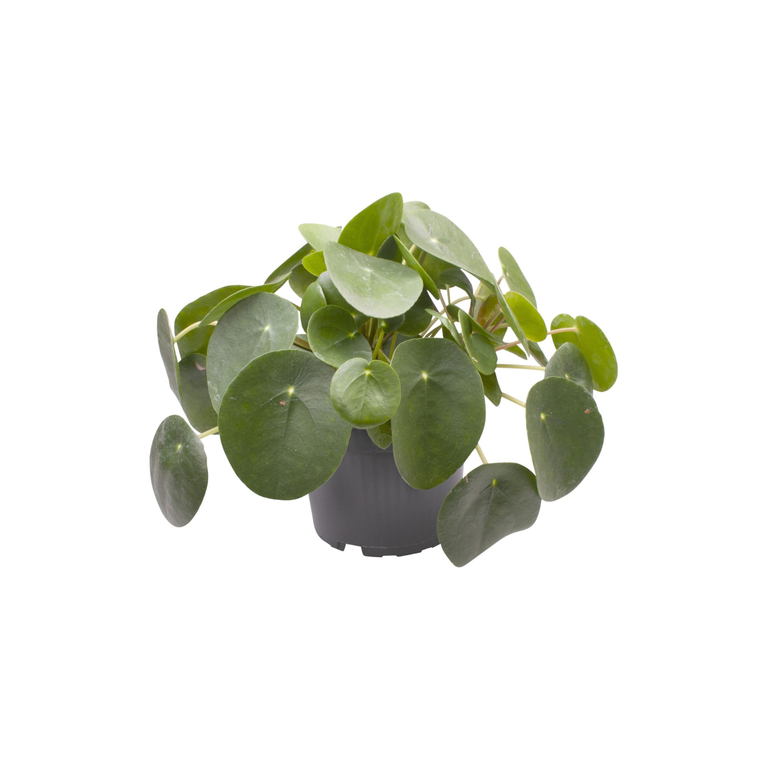 PILEA PEPEROMIOIDES Pilea peperomiowata, pieniążek