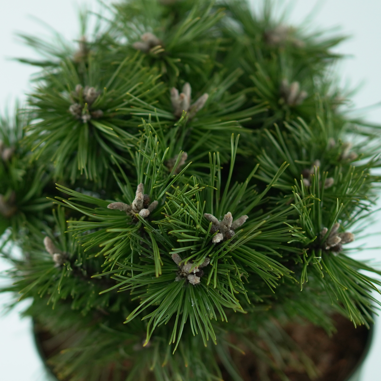 PINUS MUGO 'BENJAMIN' Sosna górska