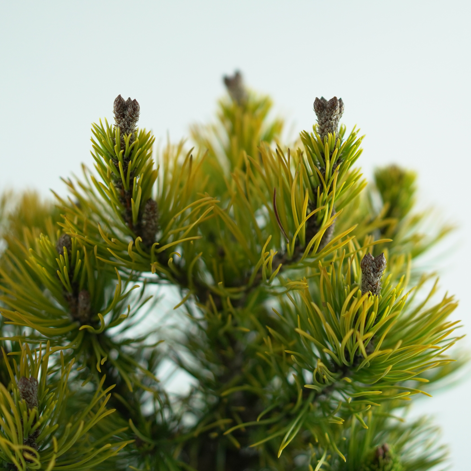 PINUS MUGO 'CARTEN'S WINTERGOLD' Sosna górska