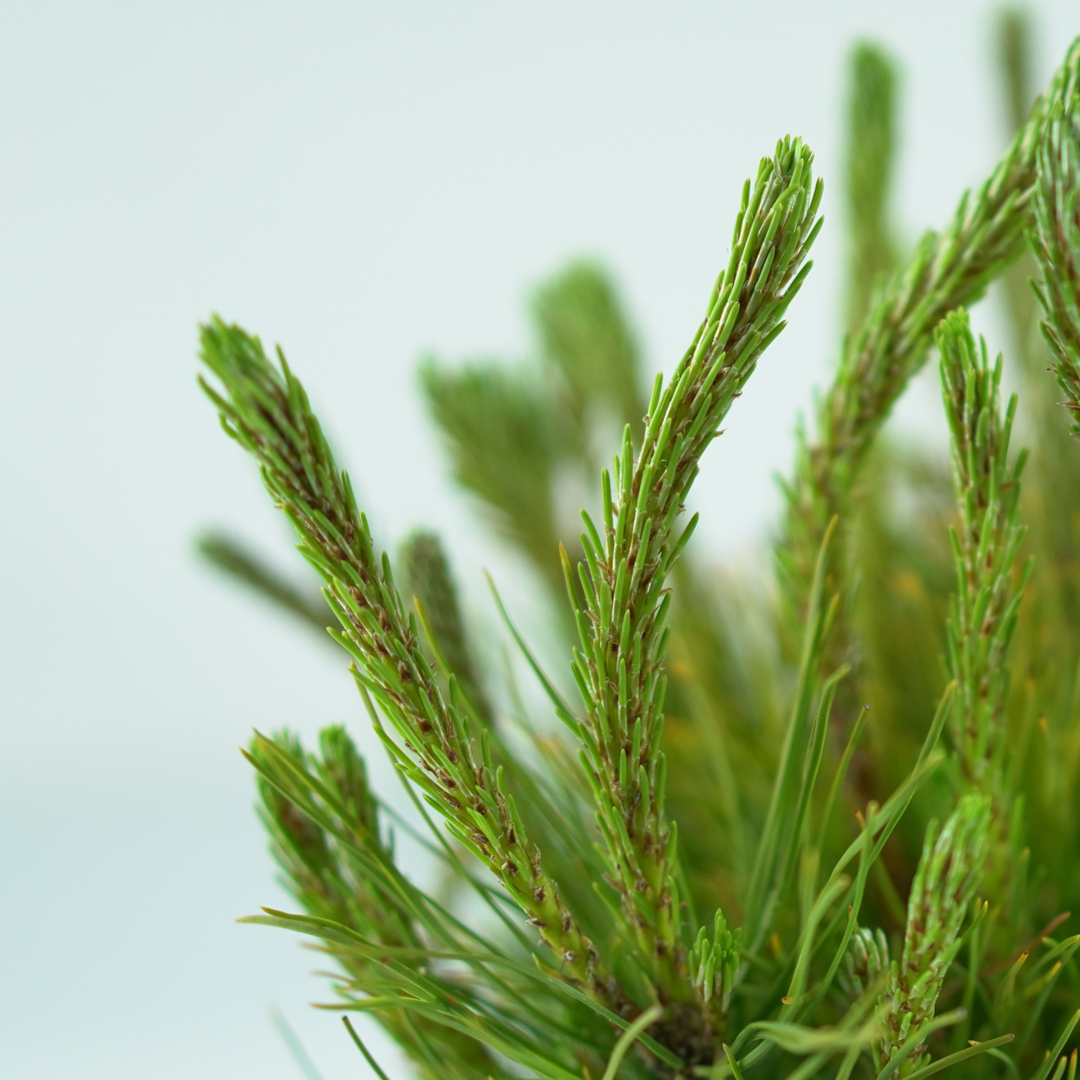 PINUS MUGO 'MUGHUS' Sosna górska